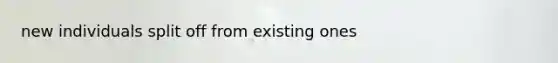 new individuals split off from existing ones