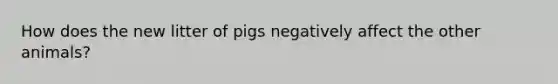 How does the new litter of pigs negatively affect the other animals?