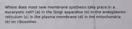 Where does most new membrane synthesis take place in a eucaryotic cell? (a) in the Golgi apparatus (b) in the endoplasmic reticulum (c) in the plasma membrane (d) in the mitochondria (e) on ribosomes