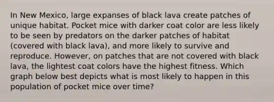 In New Mexico, large expanses of black lava create patches of unique habitat. Pocket mice with darker coat color are less likely to be seen by predators on the darker patches of habitat (covered with black lava), and more likely to survive and reproduce. However, on patches that are not covered with black lava, the lightest coat colors have the highest fitness. Which graph below best depicts what is most likely to happen in this population of pocket mice over time?