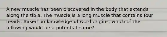 A new muscle has been discovered in the body that extends along the tibia. The muscle is a long muscle that contains four heads. Based on knowledge of word origins, which of the following would be a potential name?