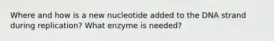 Where and how is a new nucleotide added to the DNA strand during replication? What enzyme is needed?