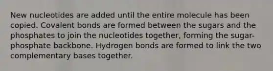 New nucleotides are added until the entire molecule has been copied. Covalent bonds are formed between the sugars and the phosphates to join the nucleotides together, forming the sugar-phosphate backbone. Hydrogen bonds are formed to link the two complementary bases together.