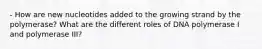 - How are new nucleotides added to the growing strand by the polymerase? What are the different roles of DNA polymerase I and polymerase III?