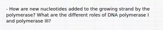 - How are new nucleotides added to the growing strand by the polymerase? What are the different roles of DNA polymerase I and polymerase III?