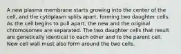 A new plasma membrane starts growing into the center of the cell, and the cytoplasm splits apart, forming two daughter cells. As the cell begins to pull apart, the new and the original chromosomes are separated. The two daughter cells that result are genetically identical to each other and to the parent cell. New cell wall must also form around the two cells.