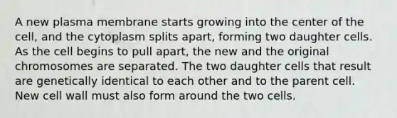 A new plasma membrane starts growing into the center of the cell, and the cytoplasm splits apart, forming two daughter cells. As the cell begins to pull apart, the new and the original chromosomes are separated. The two daughter cells that result are genetically identical to each other and to the parent cell. New cell wall must also form around the two cells.