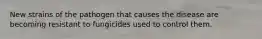 New strains of the pathogen that causes the disease are becoming resistant to fungicides used to control them.