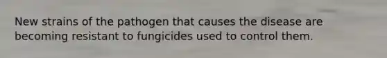 New strains of the pathogen that causes the disease are becoming resistant to fungicides used to control them.