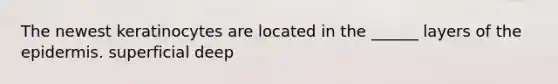 The newest keratinocytes are located in the ______ layers of <a href='https://www.questionai.com/knowledge/kBFgQMpq6s-the-epidermis' class='anchor-knowledge'>the epidermis</a>. superficial deep