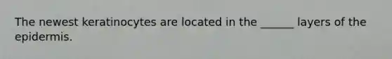 The newest keratinocytes are located in the ______ layers of the epidermis.