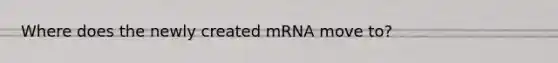 Where does the newly created mRNA move to?