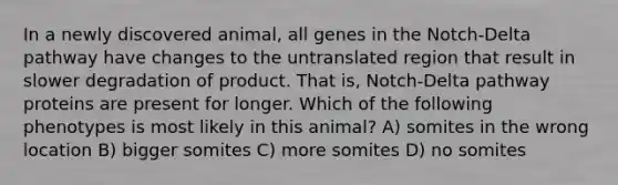 In a newly discovered animal, all genes in the Notch-Delta pathway have changes to the untranslated region that result in slower degradation of product. That is, Notch-Delta pathway proteins are present for longer. Which of the following phenotypes is most likely in this animal? A) somites in the wrong location B) bigger somites C) more somites D) no somites