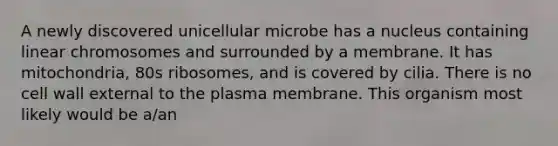 A newly discovered unicellular microbe has a nucleus containing linear chromosomes and surrounded by a membrane. It has mitochondria, 80s ribosomes, and is covered by cilia. There is no cell wall external to the plasma membrane. This organism most likely would be a/an