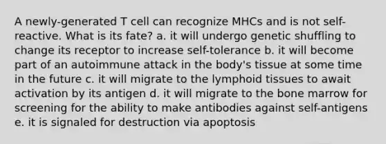 A newly-generated T cell can recognize MHCs and is not self- reactive. What is its fate? a. it will undergo genetic shuffling to change its receptor to increase self-tolerance b. it will become part of an autoimmune attack in the body's tissue at some time in the future c. it will migrate to the lymphoid tissues to await activation by its antigen d. it will migrate to the bone marrow for screening for the ability to make antibodies against self-antigens e. it is signaled for destruction via apoptosis