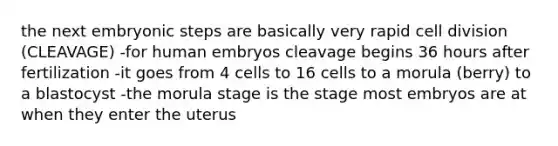 the next embryonic steps are basically very rapid cell division (CLEAVAGE) -for human embryos cleavage begins 36 hours after fertilization -it goes from 4 cells to 16 cells to a morula (berry) to a blastocyst -the morula stage is the stage most embryos are at when they enter the uterus