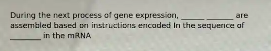 During the next process of gene expression, ______ _______ are assembled based on instructions encoded In the sequence of ________ in the mRNA