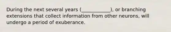 During the next several years (____________), or branching extensions that collect information from other neurons, will undergo a period of exuberance.