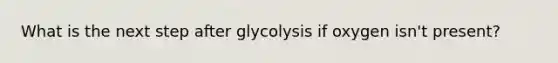 What is the next step after glycolysis if oxygen isn't present?