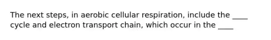 The next steps, in aerobic cellular respiration, include the ____ cycle and electron transport chain, which occur in the ____