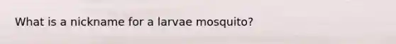 What is a nickname for a larvae mosquito?