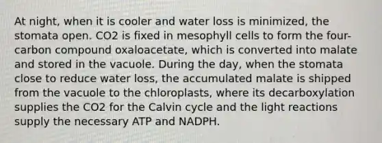 At night, when it is cooler and water loss is minimized, the stomata open. CO2 is fixed in mesophyll cells to form the four-carbon compound oxaloacetate, which is converted into malate and stored in the vacuole. During the day, when the stomata close to reduce water loss, the accumulated malate is shipped from the vacuole to the chloroplasts, where its decarboxylation supplies the CO2 for the Calvin cycle and the <a href='https://www.questionai.com/knowledge/kSUoWrrvoC-light-reactions' class='anchor-knowledge'>light reactions</a> supply the necessary ATP and NADPH.