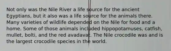 Not only was the Nile River a life source for the ancient Egyptians, but it also was a life source for the animals there. Many varieties of wildlife depended on the Nile for food and a home. Some of those animals included hippopotamuses, catfish, mullet, bolti, and the red avadavat. The Nile crocodile was and is the largest crocodile species in the world.