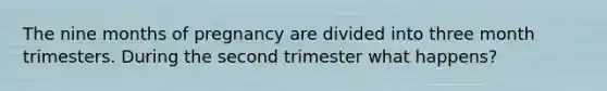 The nine months of pregnancy are divided into three month trimesters. During the second trimester what happens?