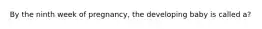 By the ninth week of pregnancy, the developing baby is called a?