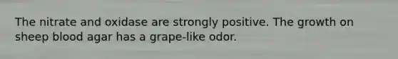 The nitrate and oxidase are strongly positive. The growth on sheep blood agar has a grape-like odor.