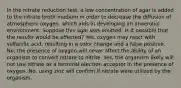 In the nitrate reduction test, a low concentration of agar is added to the nitrate broth medium in order to decrease the diffusion of atmospheric oxygen, which aids in developing an anaerobic environment. Suppose this agar was omitted. Is it possible that the results would be affected? Yes, oxygen may react with sulfanilic acid, resulting in a color change and a false positive. No, the presence of oxygen will never affect the ability of an organism to convert nitrate to nitrite. Yes, the organism likely will not use nitrate as a terminal electron acceptor in the presence of oxygen. No, using zinc will confirm if nitrate were utilized by the organism.