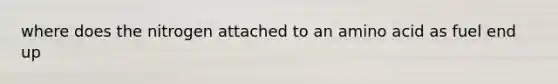 where does the nitrogen attached to an amino acid as fuel end up