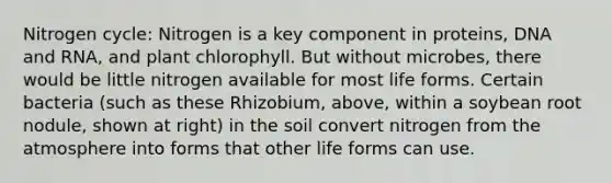 Nitrogen cycle: Nitrogen is a key component in proteins, DNA and RNA, and plant chlorophyll. But without microbes, there would be little nitrogen available for most life forms. Certain bacteria (such as these Rhizobium, above, within a soybean root nodule, shown at right) in the soil convert nitrogen from the atmosphere into forms that other life forms can use.