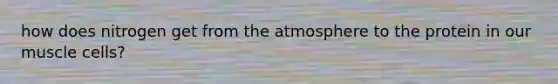 how does nitrogen get from the atmosphere to the protein in our muscle cells?