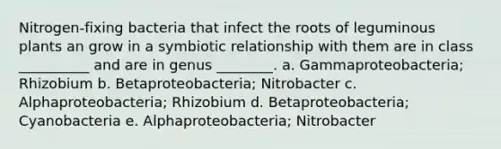 Nitrogen-fixing bacteria that infect the roots of leguminous plants an grow in a symbiotic relationship with them are in class __________ and are in genus ________. a. Gammaproteobacteria; Rhizobium b. Betaproteobacteria; Nitrobacter c. Alphaproteobacteria; Rhizobium d. Betaproteobacteria; Cyanobacteria e. Alphaproteobacteria; Nitrobacter