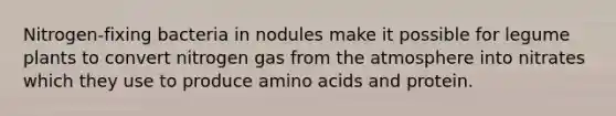 Nitrogen-fixing bacteria in nodules make it possible for legume plants to convert nitrogen gas from the atmosphere into nitrates which they use to produce <a href='https://www.questionai.com/knowledge/k9gb720LCl-amino-acids' class='anchor-knowledge'>amino acids</a> and protein.