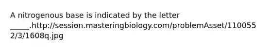 A nitrogenous base is indicated by the letter _____.http://session.masteringbiology.com/problemAsset/1100552/3/1608q.jpg