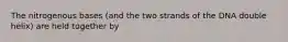 The nitrogenous bases (and the two strands of the DNA double helix) are held together by