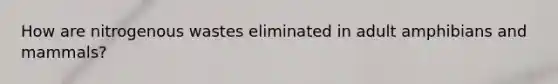 How are nitrogenous wastes eliminated in adult amphibians and mammals?