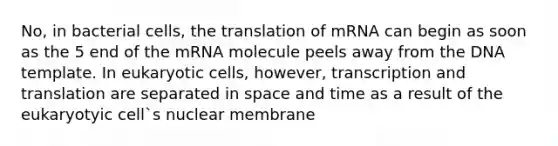 No, in bacterial cells, the translation of mRNA can begin as soon as the 5 end of the mRNA molecule peels away from the DNA template. In <a href='https://www.questionai.com/knowledge/kb526cpm6R-eukaryotic-cells' class='anchor-knowledge'>eukaryotic cells</a>, however, <a href='https://www.questionai.com/knowledge/kWsjwWywkN-transcription-and-translation' class='anchor-knowledge'>transcription and translation</a> are separated in space and time as a result of the eukaryotyic cell`s nuclear membrane