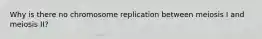 Why is there no chromosome replication between meiosis I and meiosis II?