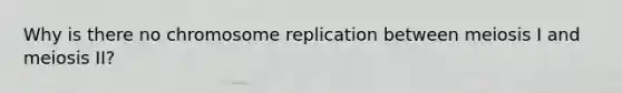 Why is there no chromosome replication between meiosis I and meiosis II?