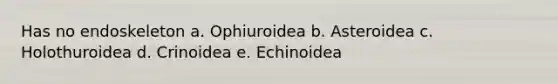 Has no endoskeleton a. Ophiuroidea b. Asteroidea c. Holothuroidea d. Crinoidea e. Echinoidea