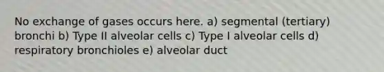 No exchange of gases occurs here. a) segmental (tertiary) bronchi b) Type II alveolar cells c) Type I alveolar cells d) respiratory bronchioles e) alveolar duct