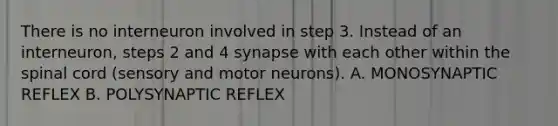 There is no interneuron involved in step 3. Instead of an interneuron, steps 2 and 4 synapse with each other within the spinal cord (sensory and motor neurons). A. MONOSYNAPTIC REFLEX B. POLYSYNAPTIC REFLEX