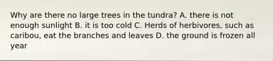 Why are there no large trees in the tundra? A. there is not enough sunlight B. it is too cold C. Herds of herbivores, such as caribou, eat the branches and leaves D. the ground is frozen all year