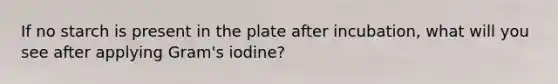 If no starch is present in the plate after incubation, what will you see after applying Gram's iodine?