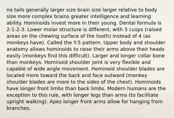 no tails generally larger size brain size larger relative to body size more complex brains greater intelligence and learning ability. Hominoids invest more in their young. Dental formula is 2-1-2-3. Lower molar structure is different, with 5 cusps (raised areas on the chewing surface of the tooth) instead of 4 (as monkeys have). Called the Y-5 pattern. Upper body and shoulder anatomy allows hominoids to raise their arms above their heads easily (monkeys find this difficult). Larger and longer collar bone than monkeys. Hominoid shoulder joint is very flexible and capable of wide angle movement. Hominoid shoulder blades are located more toward the back and face outward (monkey shoulder blades are more to the sides of the chest). Hominoids have longer front limbs than back limbs. Modern humans are the exception to this rule, with longer legs than arms (to facilitate upright walking). Apes longer front arms allow for hanging from branches.