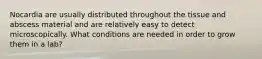 Nocardia are usually distributed throughout the tissue and abscess material and are relatively easy to detect microscopically. What conditions are needed in order to grow them in a lab?