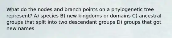 What do the nodes and branch points on a phylogenetic tree represent? A) species B) new kingdoms or domains C) ancestral groups that split into two descendant groups D) groups that got new names